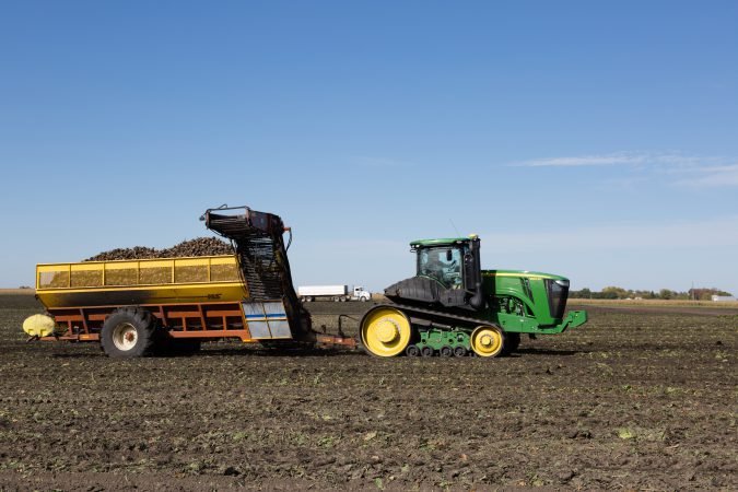 sugar beet harvest image large