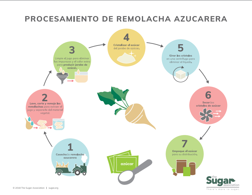 Sugar Beet Processing Infograph