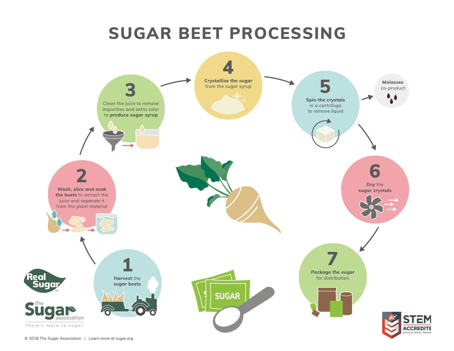 Sugar Beet Sugar Cane Refining Graphic
