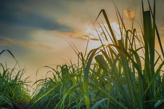 where in the u.s. does sugar come from?